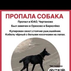 Подробнее об объявлении «Москва Пропала собака кобель помогите найти собаку» Фото: пропала собака  «Москва Пропала собака кобель помогите найти собаку» в г. Москва