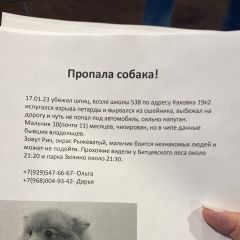 Подробнее об объявлении «Москва Пропала собака кобель» Фото: пропала собака Померанский шпиц «Москва Пропала собака кобель» в г. Москва