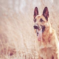 Подробнее об объявлении «Увельский Пропала собака наталья» Фото: пропала собака Восточно-европейская овчарка «Увельский Пропала собака наталья» в г. Увельский