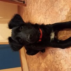 Подробнее об объявлении «Пропала собака кобель чёрный щенок с красным ошейником Ставрополь» Фото: пропала собака  «Пропала собака кобель чёрный щенок с красным...» в г. Ставрополь