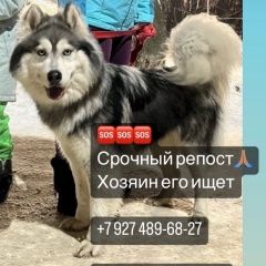 Подробнее об объявлении «Казань Пропала собака кобель маламут с зеленым ошейником с колокольчи» Фото: пропала собака Аляскинский маламут «Казань Пропала собака кобель маламут с зеленым...» в г. Казань