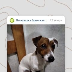 Картинка пропала собака В городе Брянск потерялся песель. Брянск
