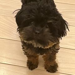 Подробнее об объявлении «Быково (Московская обл.) Пропала собака кобель черный с рыжими пятнами болонка» Фото: пропала собака  «Быково (Московская обл.) Пропала собака кобель...» в г. Быково (Московская обл.)