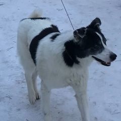Картинка пропала собака В городе Нижний Новгород исчезла собаченка. Нижний Новгород