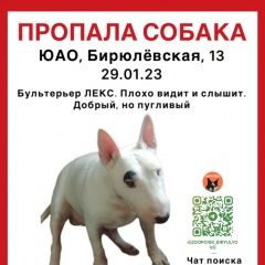 Подробнее об объявлении «Москва Пропала собака кобель холодно, помогите» Фото: пропала собака Бультерьер «Москва Пропала собака кобель холодно, помогите» в г. Москва