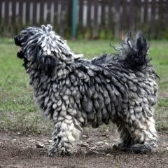 Подробнее об объявлении «Пропала собака Санкт-Петербург» Фото: пропала собака Пули «Пропала собака Санкт-Петербург» в г. Санкт-Петербург