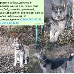 Подробнее об объявлении «Пропала собака вознаграждение Новороссийск» Фото: пропала собака  «Пропала собака вознаграждение Новороссийск» в г. Новороссийск