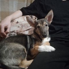 Подробнее об объявлении «Москва Пропала собака» Фото: пропала собака  «Москва Пропала собака» в г. Москва