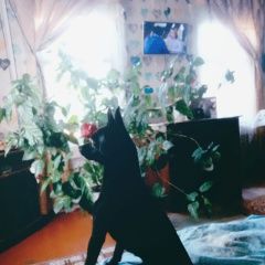 Подробнее об объявлении «Пропала собака кобель опеченский посад Боровичи» Фото: пропала собака Той-терьер «Пропала собака кобель опеченский посад Боровичи» в г. Боровичи