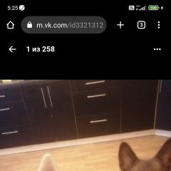 Подробнее об объявлении «Пропала собака Санкт-Петербург» Фото: пропала собака  «Пропала собака Санкт-Петербург» в г. Санкт-Петербург