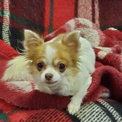 Подробнее об объявлении «Пропала собака прошу помочь в поиске Санкт-Петербург» Фото: пропала собака Чихуахуа «Пропала собака прошу помочь в поиске...» в г. Санкт-Петербург