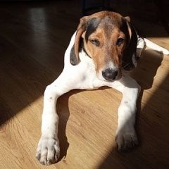 Подробнее об объявлении «Елец Пропала собака гончая девочка эстонка.» Фото: пропала собака Гончая «Елец Пропала собака гончая девочка эстонка.» в г. Елец