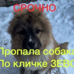 Подробнее об объявлении «Москва Пропала собака кобель срочно.помогите найти собаку» Фото: пропала собака Кавказская овчарка «Москва Пропала собака кобель срочно.помогите...» в г. Москва