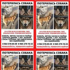 Подробнее об объявлении «Москва Пропала собака кобель» Фото: пропала собака Сибирская хаски «Москва Пропала собака кобель» в г. Москва