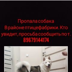 Картинка пропала собака В городе Якутск потерялся сабакен. Якутск