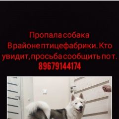 Подробнее об объявлении «Пропала собака кобель зелёный ошейник, голубые глаза Якутск» Фото: пропала собака  «Пропала собака кобель зелёный ошейник, голубые...» в г. Якутск