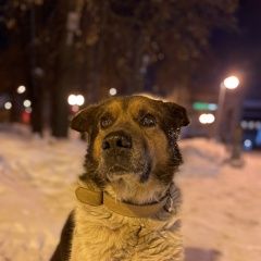 Подробнее об объявлении «Казань Пропала собака кобель» Фото: пропала собака  «Казань Пропала собака кобель» в г. Казань