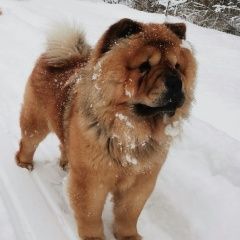 Подробнее об объявлении «Пропала собака чау-чау Высоковск» Фото: пропала собака Чау-чау «Пропала собака чау-чау Высоковск» в г. Высоковск