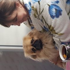 Подробнее об объявлении «Пропала собака кобель Кабардинка» Фото: пропала собака Пекинес «Пропала собака кобель Кабардинка» в г. Кабардинка