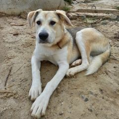 Подробнее об объявлении «Пропала собака алабай девочка год и два месяца Нефтеюганск» Фото: пропала собака Кавказская овчарка «Пропала собака алабай девочка год и два месяца...» в г. Нефтеюганск