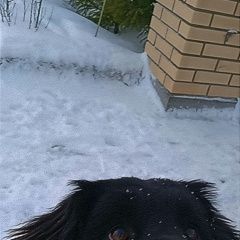 Подробнее об объявлении «Орск Пропала собака кобель» Фото: пропала собака  «Орск Пропала собака кобель» в г. Орск