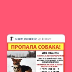 Подробнее об объявлении «Москва Пропала собака» Фото: пропала собака  «Москва Пропала собака» в г. Москва