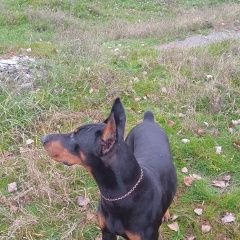 Подробнее об объявлении «Прохладный Пропала собака в районе жд вокзал» Фото: пропала собака Доберман «Прохладный Пропала собака в районе жд вокзал» в г. Прохладный