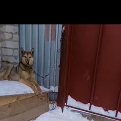 Подробнее об объявлении «Казань Пропала собака кобель» Фото: пропала собака  «Казань Пропала собака кобель» в г. Казань