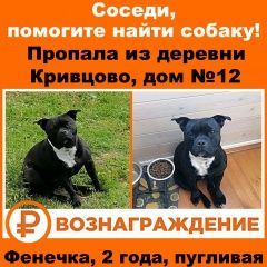 Подробнее об объявлении «Ленинский Пропала собака» Фото: пропала собака Стаффордширский бультерьер «Ленинский Пропала собака» в г. Ленинский