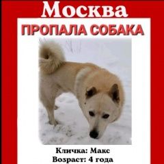 Подробнее об объявлении «Москва Пропала собака кобель» Фото: пропала собака  «Москва Пропала собака кобель» в г. Москва