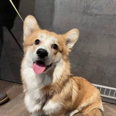 Подробнее об объявлении «Пропала собака кобель - корги Санкт-Петербург» Фото: пропала собака  «Пропала собака кобель - корги Санкт-Петербург» в г. Санкт-Петербург