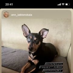 Подробнее об объявлении «Пропала собака на петроградской стороне: Санкт-Петербург» Фото: пропала собака  «Пропала собака на петроградской стороне:...» в г. Санкт-Петербург