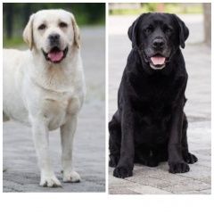 Подробнее об объявлении «Пропала собака кобель Санкт-Петербург» Фото: пропала собака Лабрадор ретривер «Пропала собака кобель Санкт-Петербург» в г. Санкт-Петербург
