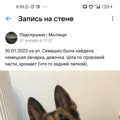 Подробнее об объявлении «Мытищи Пропала собака овчарка старенькая девочка» Фото: пропала собака Немецкая овчарка «Мытищи Пропала собака овчарка старенькая девочка» в г. Мытищи