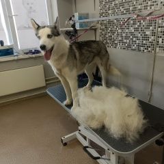 Подробнее об объявлении «Быково (Московская обл.) Пропала собака кобель любимая хаски» Фото: пропала собака Сибирская хаски «Быково (Московская обл.) Пропала собака кобель...» в г. Быково (Московская обл.)