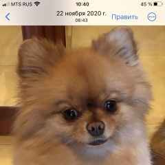 Подробнее об объявлении «Москва Пропала собака шпиц сука на животике грыжа 8 лет» Фото: пропала собака Померанский шпиц «Москва Пропала собака шпиц сука на животике...» в г. Москва