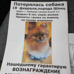 Картинка пропала собака В городе Москва исчезла собачёнка. Москва