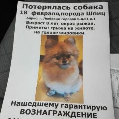 Подробнее об объявлении «Москва Пропала собака шпиц самка» Фото: пропала собака Померанский шпиц «Москва Пропала собака шпиц самка» в г. Москва