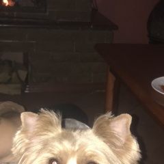 Подробнее об объявлении «Балаклава Пропала собака» Фото: пропала собака Йоркширский терьер «Балаклава Пропала собака» в г. Балаклава