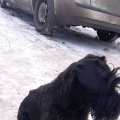 Подробнее об объявлении «Пропала собака кобель Чебоксары» Фото: пропала собака  «Пропала собака кобель Чебоксары» в г. Чебоксары