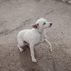 Подробнее об объявлении «Пропала собака Санкт-Петербург» Фото: пропала собака  «Пропала собака Санкт-Петербург» в г. Санкт-Петербург