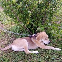Картинка пропала собака В городе Бор потерян пёс. Бор