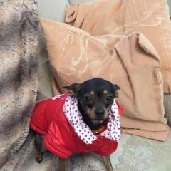 Подробнее об объявлении «Анапа Пропала собака» Фото: пропала собака  «Анапа Пропала собака» в г. Анапа