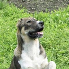 Картинка пропала собака В городе Барнаул потеряна собачка. Барнаул