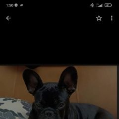 Подробнее об объявлении «Прохладный Пропала собака сбежала» Фото: пропала собака Французский бульдог «Прохладный Пропала собака сбежала» в г. Прохладный