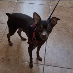 Подробнее об объявлении «Пропала собака кобель той терьер, маленький, цвет коричневый Иркутск» Фото: пропала собака Той-терьер «Пропала собака кобель той терьер, маленький,...» в г. Иркутск