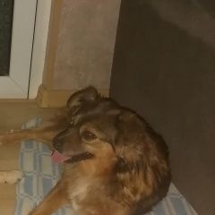 Подробнее об объявлении «Пропала собака по кличке рыжуля Новороссийск» Фото: пропала собака  «Пропала собака по кличке рыжуля Новороссийск» в г. Новороссийск