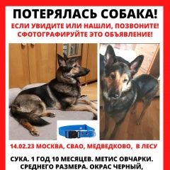 Подробнее об объявлении «Москва Пропала собака» Фото: пропала собака  «Москва Пропала собака» в г. Москва
