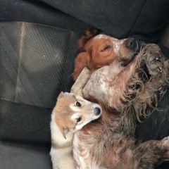 Подробнее об объявлении «Анапа Пропала собака лайка» Фото: пропала собака  «Анапа Пропала собака лайка» в г. Анапа