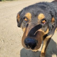 Подробнее об объявлении «Пропала собака кобель Иркутск» Фото: пропала собака  «Пропала собака кобель Иркутск» в г. Иркутск